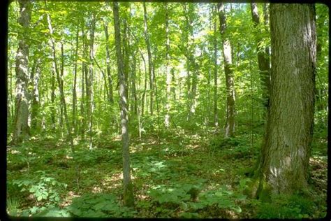 Understory Plants | Great Lakes Worm Watch | UMN Duluth