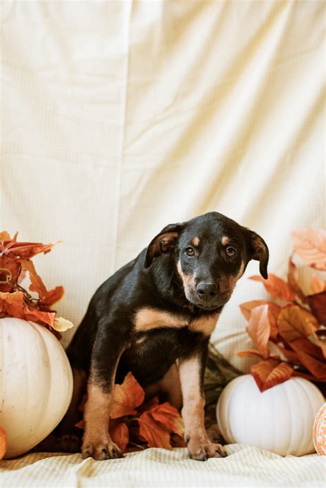 newberg animal shelter 4