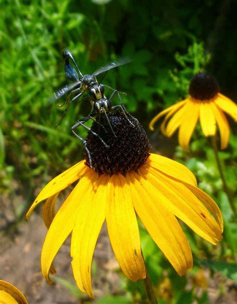 From Bluebirds to Turtles: PANDORUS SPHINX MOTH, SICKLEPOD, LARGE