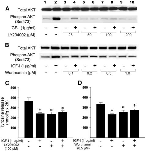 Effects Of Igf I And Ly294002 A Or Wortmannin B On Total Akt And