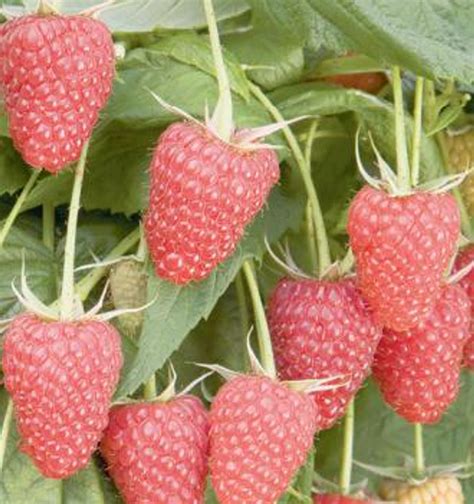 raspberry glen ample  middleton garden shop