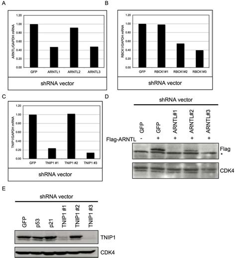 Barcode identified shRNA vectors suppress protein and mRNA levels of ...