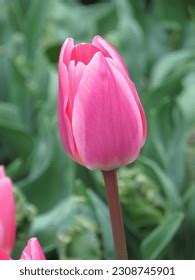 Keukenhof Tulip Festival Amsterdam 2023 Stock Photo 2308745901 | Shutterstock