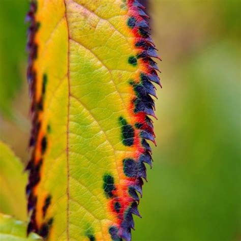 odontwto pixwords lyseis apanthseis