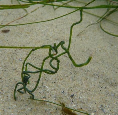 Chaetomorpha Spiralis Multi Agency Rocky Intertidal Network