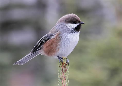 Boreal Chickadee - Birds and Blooms