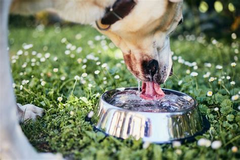 Why Is My Pet Drinking So Much Harpeth Hills Animal Hospital