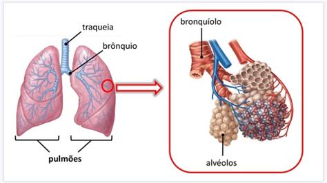 Sistema Respiratório Flashcards Quizlet