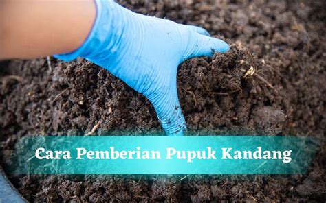 pupuk kandang  keunggulan jenis  pengaplikasiannya