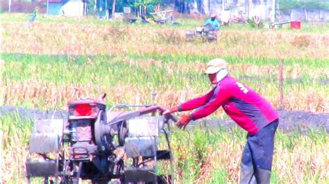 Traktor Sawah Ii Kepala Merah Garap Lahan Di Awal Musim Tanam Youtube