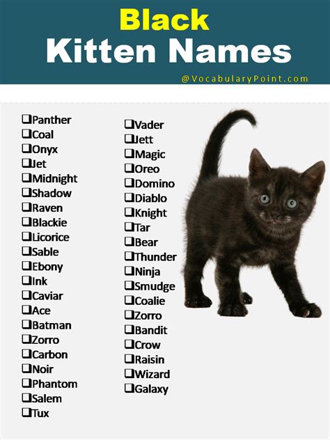 Black and White Kitten Names: The Ultimate Guide - Hunter Games Magazine