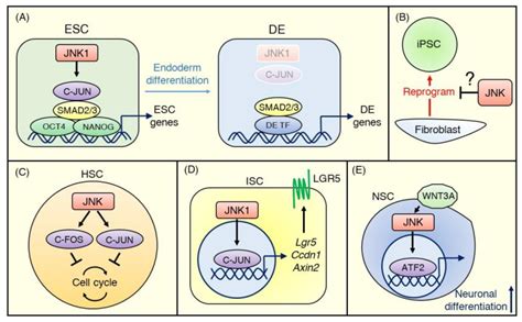 Jnk Signaling In Stem Cell Self Renewal And Differentiation