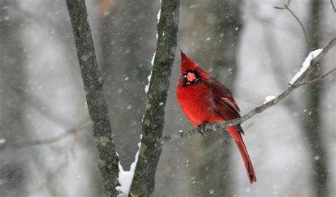 79 best Facebook Timeline Covers - Birds images on Pinterest | Bird ...