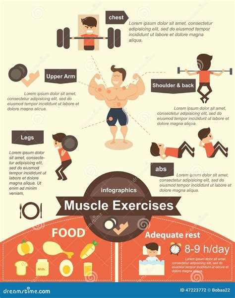 Muscle Exercises Infographics Royalty-Free Stock Image | CartoonDealer