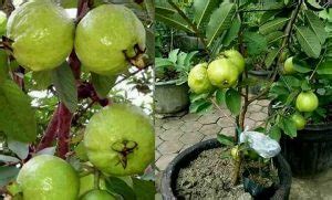 grow guava  pot  seeds  cuttings svg