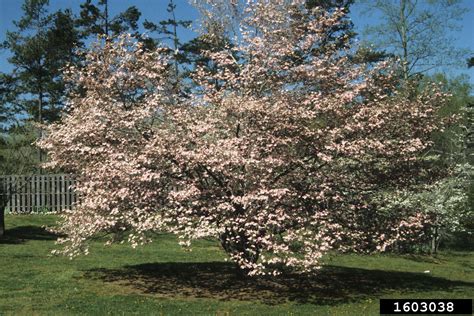 Tree highlight: flowering dogwood | Urban Forest Initiative