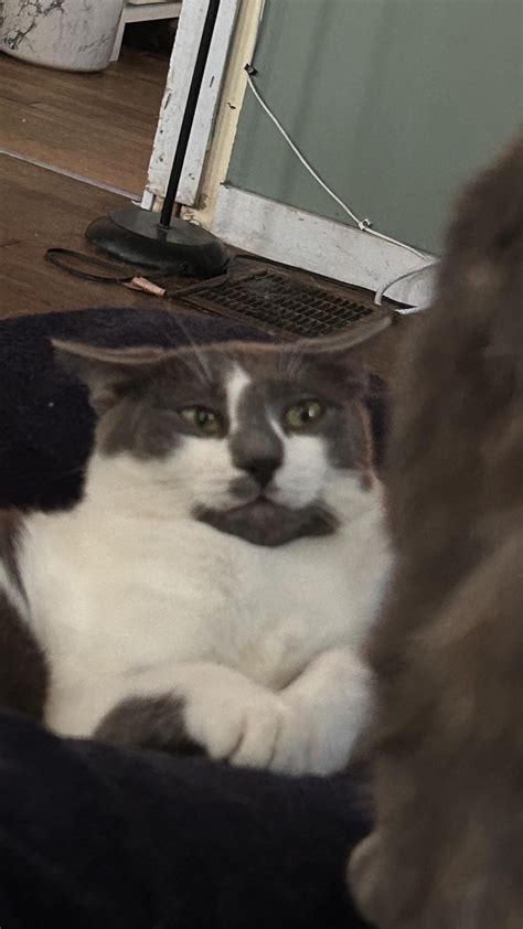 upset stomach cats 6