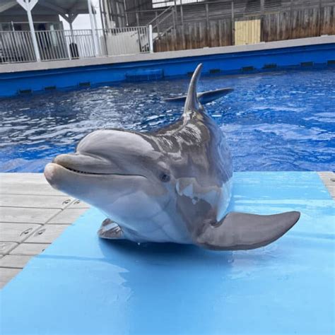 gulfarium  marine adventure ticketing