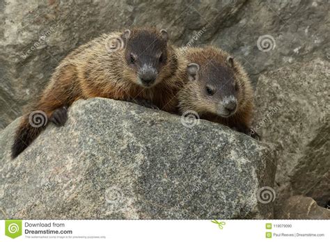 Groundhog Monax Del Marmota Foto De Archivo Imagen De Colorete