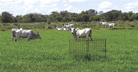 Gram Neas Nativas Do Pantanal T M Valor Portal Dbo