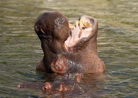 Tanzania: Plans to auction 3.5 tonnes of hippo teeth sparks outrage