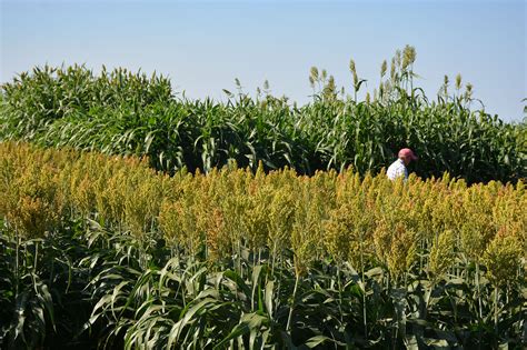 Considerations For Picking A Forage Sorghum Hybrid AgriLife Today