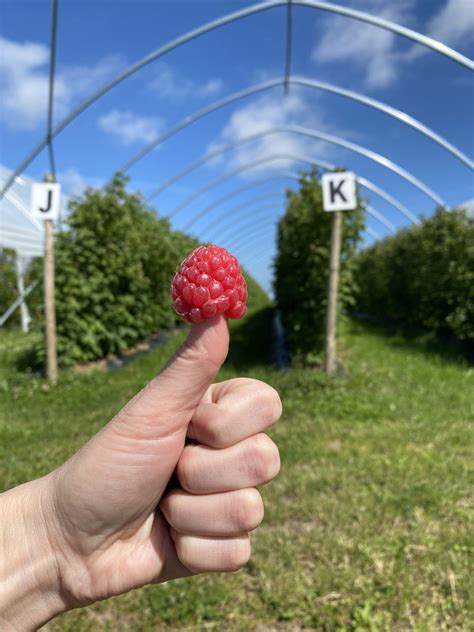 Himbeeren Königin der Aromen Himbeer Hof Moorhörn bei Kiel