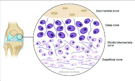 Schematic Diagram Of The General Structure Of Human Articular