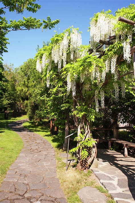 Blooming White Wisteria In Japanese Garden Vertical Photograph By