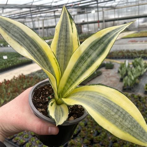Sansevieria trifasciata 'Gold Dust' - Snake Plant (4.5" Round) | Little