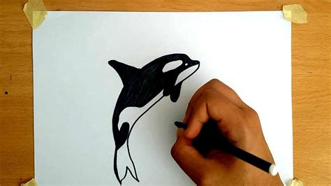 Dibujar Facil Para Ni Os Orca Youtube