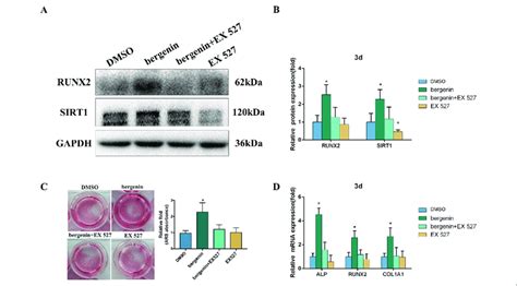 Effects Of A Sirt1 Specific Inhibitor Ex 527 On The Enhanced