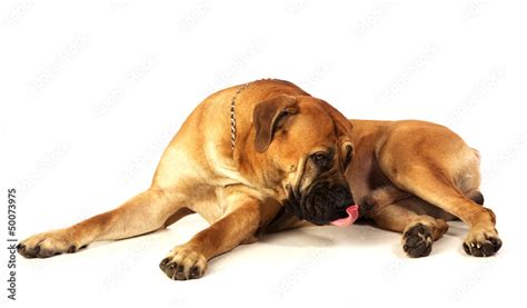 Rare breed South African boerboel posing in studio. Stock Photo | Adobe ...