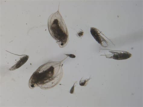 Zooplankton and Fresh Water: Here are the facts | International ...