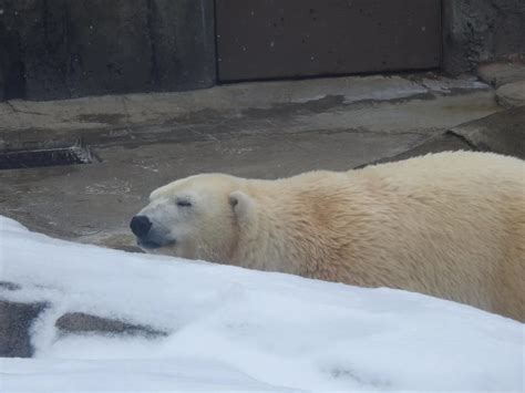 Snow naps are the best naps - Pittsburgh Zoo (USA), Andrew King (2/8