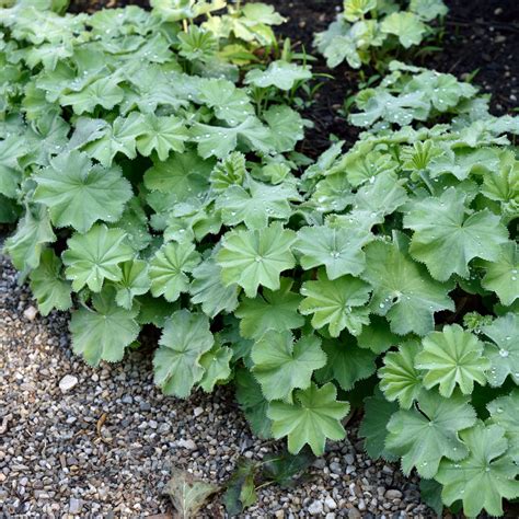 Alchemilla Epipsila Liten Praktdaggk Pa Perenner