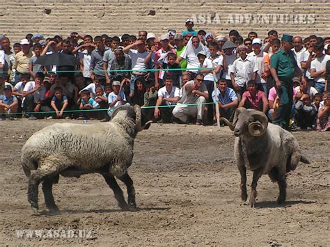 Sheep Fighting Uzbek National Games And Amusements Tours In