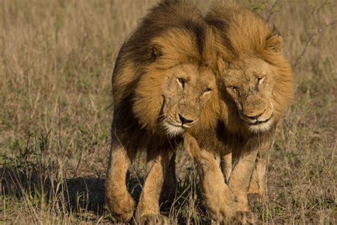 This Video Of Male Lions Mating Has Gone Viral Reminding Us That Being Gay Is Natural Lgbtq