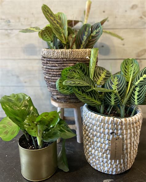 Ever get... - Dothan Nurseries Greenhouse, Gardens, and Gifts