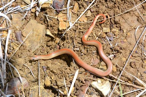 Western Groundsnake Sonora Semiannulata Clark County Kan Andrew