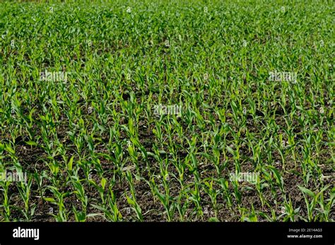 field  corn    plant  summer stock photo alamy