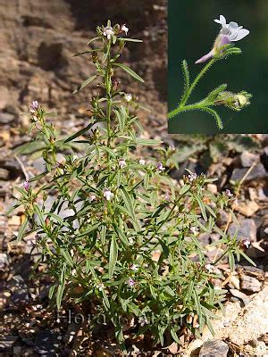 Flora de Aragón Chaenorhinum minus subsp minus