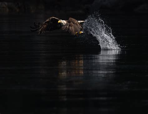 Eagle Wildlife Photography