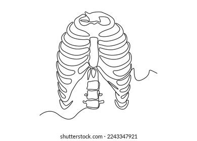 Anatomy Thorax Overview Ribs, Sternal Angle, Pleura And, 41% OFF