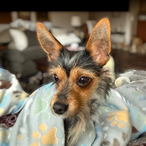 Available Rescues - Small Breed Rescue of East Tennessee