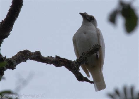 White Bellbird Procnias Albus · Inaturalist