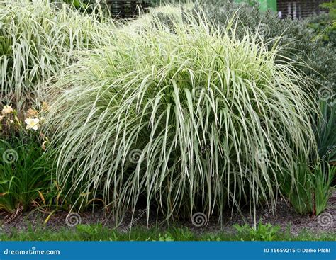 27 Cespugli Ornamentali Da Giardino Inidpfohor