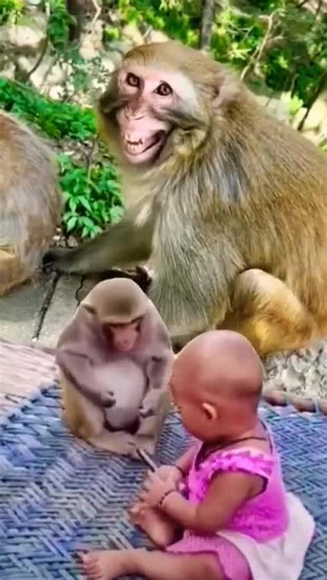 monkey taking phone from baby child - One News Page VIDEO