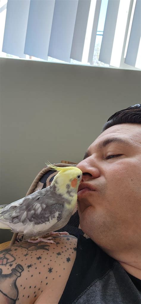 best cockatiel not drinking fast 1