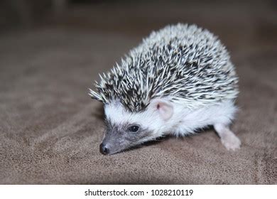 african dwarf hedgehog stock photo edit